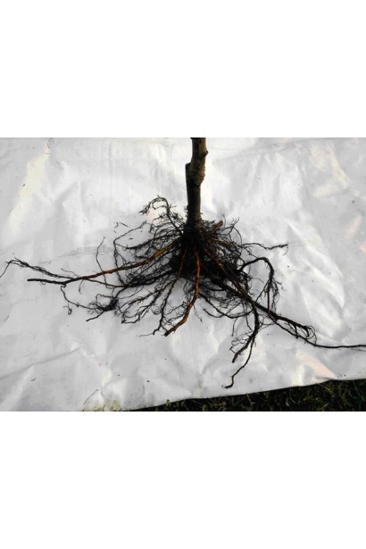 Абрикос Шалах коренева система саджанця