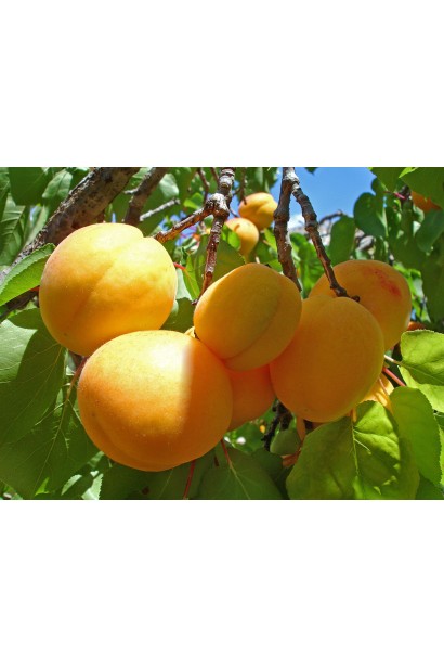 Абрикос Ананасовий Шалах