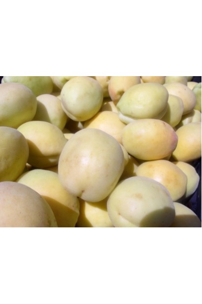 Абрикосы Шалах с матовой поверхностью