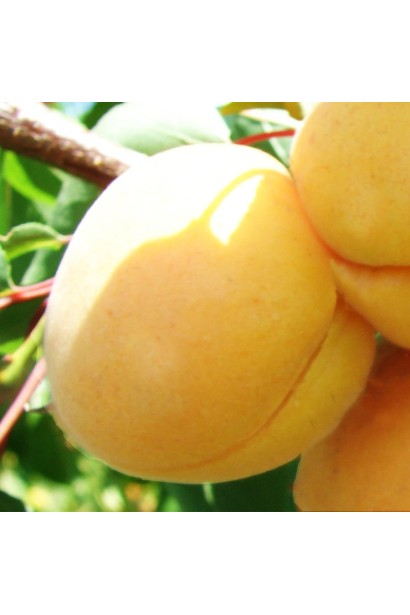 Абрикос Ананасовый Шалах большие абрикосы