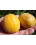 Абрикос ананасовый Shalah желтые плоды