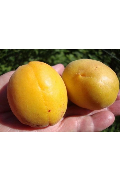 Абрикос ананасовий Shalah жовті плоди
