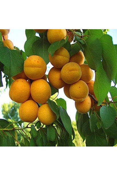 Абрикос Іюньський  урожай плодів