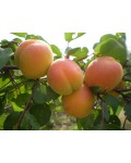 Абрикос Июньский золотисто-оранжевые плоды