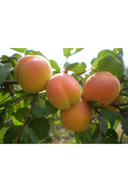 Абрикос Червневий золотисто-оранжеві плоди
