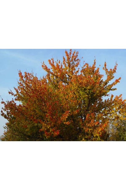 Абрикос Іюньський / Червневий ранній