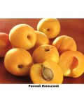 Абрикос Июнский оранжевая мякоть плодов
