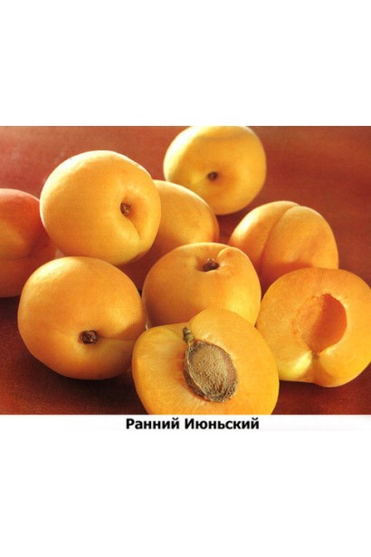 Абрикос Іюнський помаранчева м'якоть  плодів