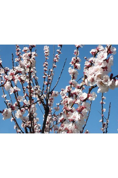 Абрикос ранній Червневий квіти 