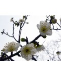 Абрикос Июньский цветения весной