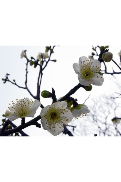 Абрикос Червневий ранній цвітіння навесні