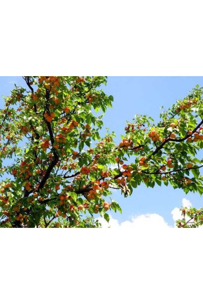 Абрикос Червневий плодоношення 