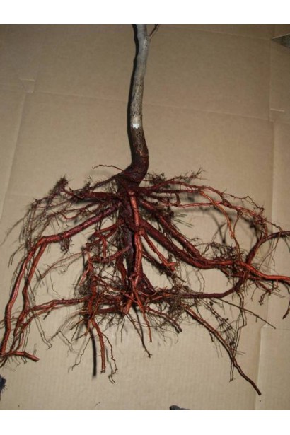 Абрикос Червневий коренева система