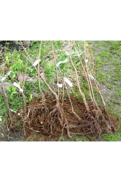 Абрикос Червневий ранній саджанці з голим коренем