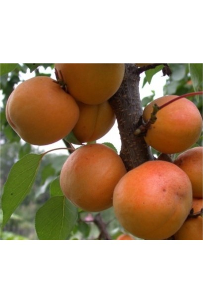  Prunus armeniaca Yyunskyy ranniy