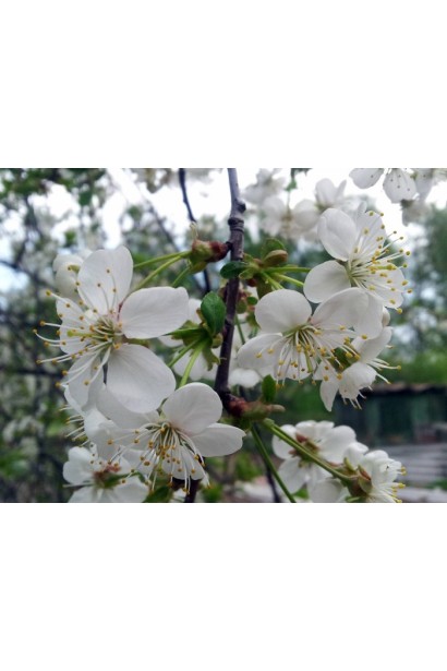Вишня Захват білі квіти