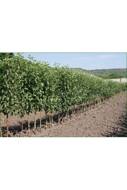 Вишня Захват колоновидні дерева в розсаднику