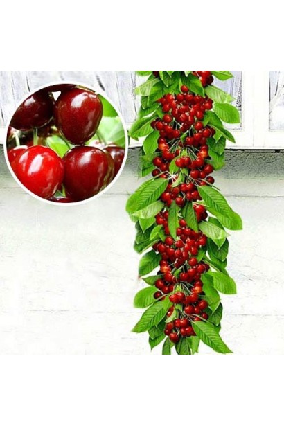 Сolumnaria сerasus Vostorg