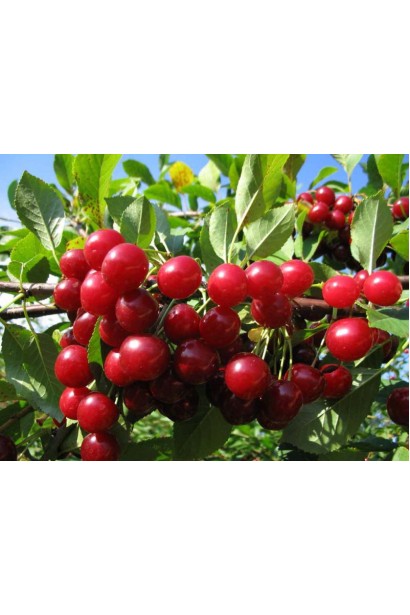 Вишня колоновидна Захват плоди