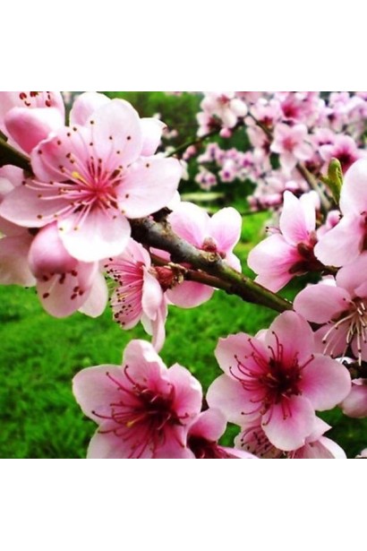 Нектарин Биг Топ - привлекательные розовые цветы.