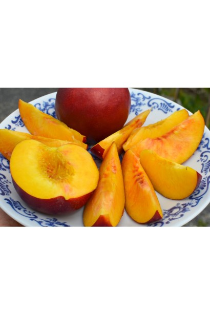 Мякоть нектарина Бег Топ желтого цвета