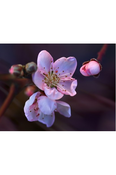 Нектарин Биг Топ - привлекательные розовые цветы.