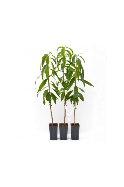 Нектарин Биг Топ в контейнере