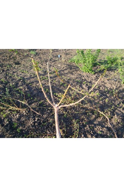 Саженец Нектарин Биг Топ (ранний)