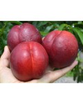 Нектарин Біг Топ (ранній) | Нектарин Биг Топ (ранний) | Prunus percica / Nucipersica Big Top