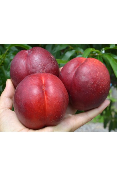 Нектарин Биг Топ плоды