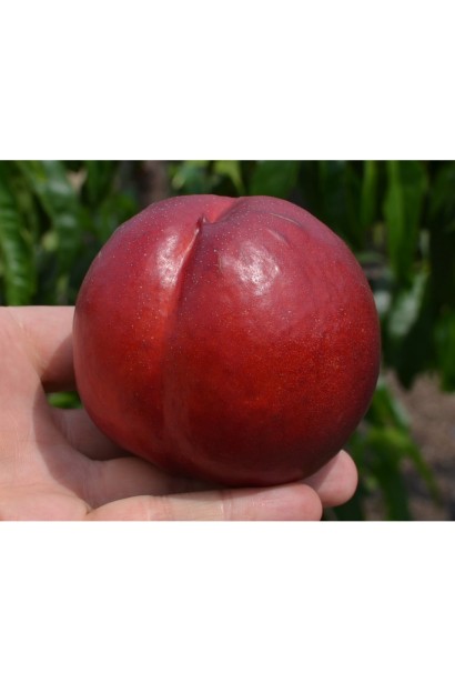 Prunus percica / Nucipersica Big Top