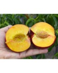 Нектарин Биг Топ (ранний) | Нектарин Біг Топ (ранній) | Prunus percica / Nucipersica Big Top