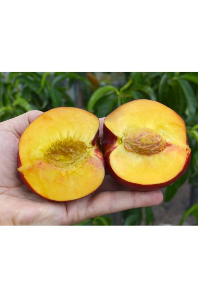 Мякоть нектарина Бег Топ желтого цвета