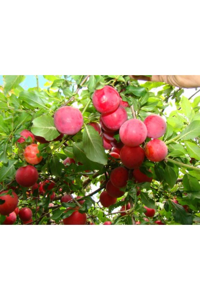 Алича домашня великоплідна плоди