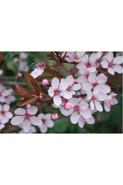 Prunus cerasifera цвітіння