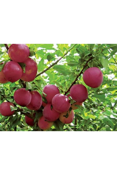 Алича гібридна великоплідна