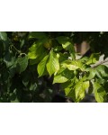 Алича великоплідна (рання) | Алыча крупноплодная (ранняя) | Prunus cerasifera