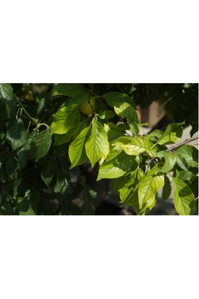 Алича домашня великоплідна листя