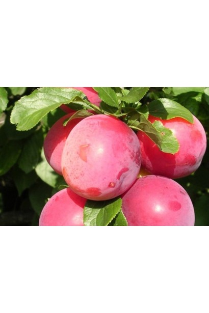 Алича домашня великоплідна червона