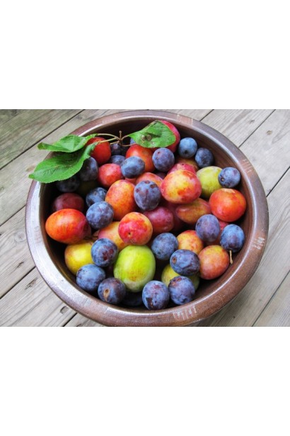 Слива вишнеподібна