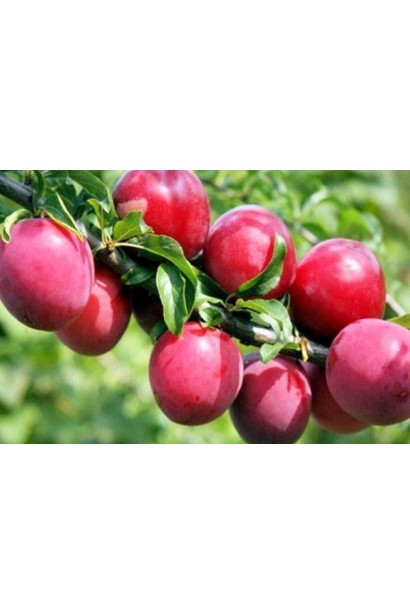 Алича домашня великоплідна рання