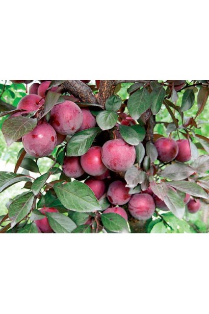 Алича домашня великоплідна ранній сорт