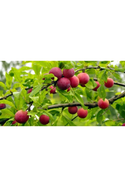 Алича домашня великоплідна рання