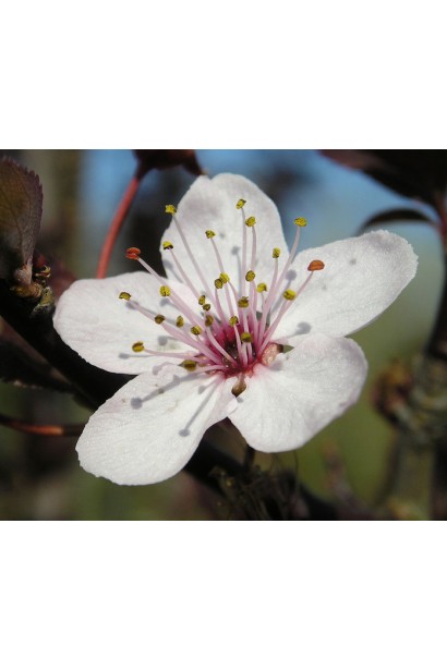 Алича великоплідна рання квітка