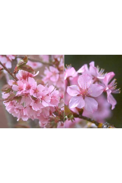 Вишня Maliutka цвітіння