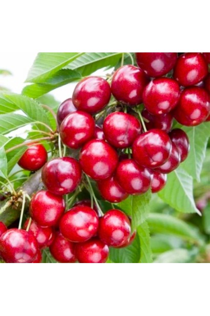 Сolumnaria Maliutka