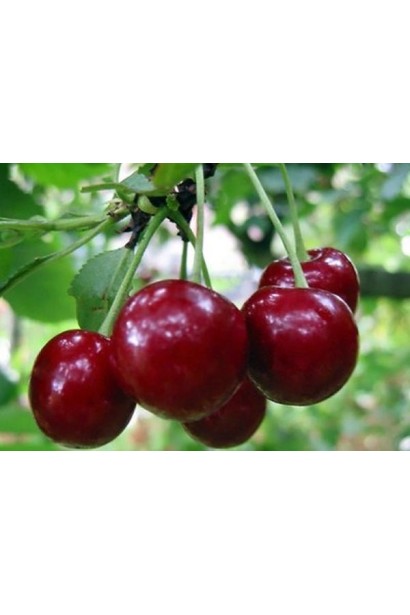 Вишня колоновидна Малютка (рання)