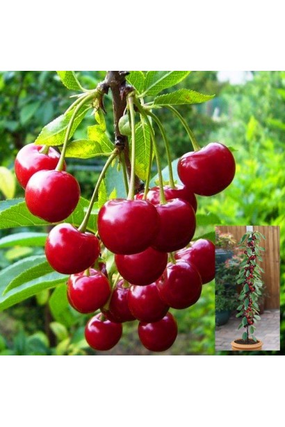 Яскраво-червоні плоди вишні Малютка