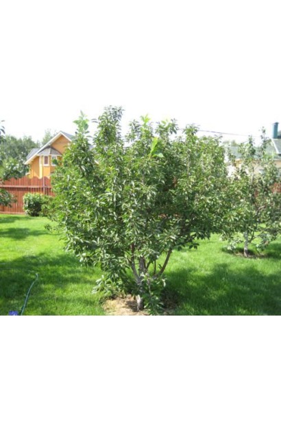 Дерево вишні Ночка в саду