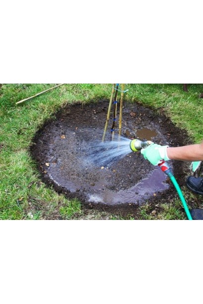 Полив вишневого дерева після посадки